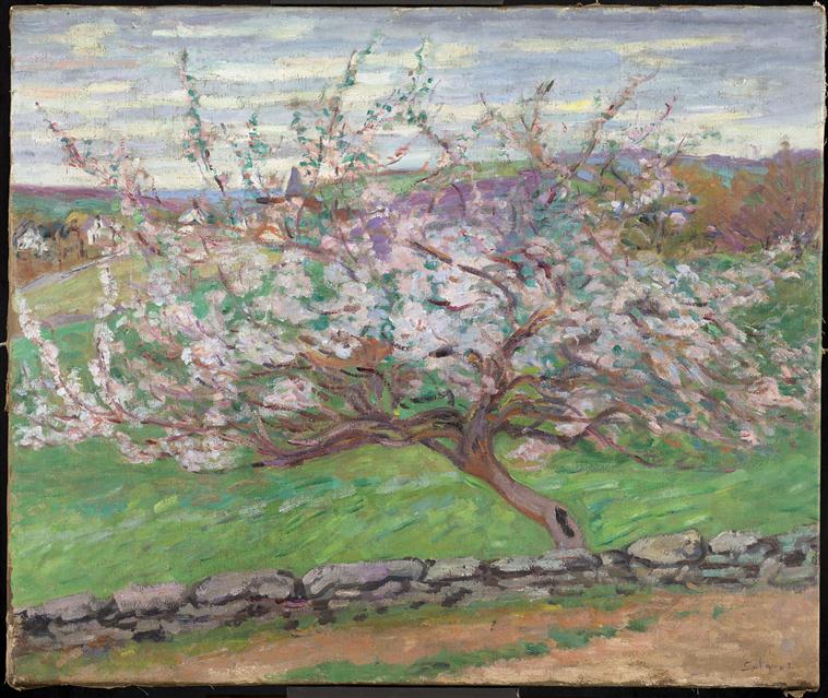 Pommiers en fleurs, Anjou