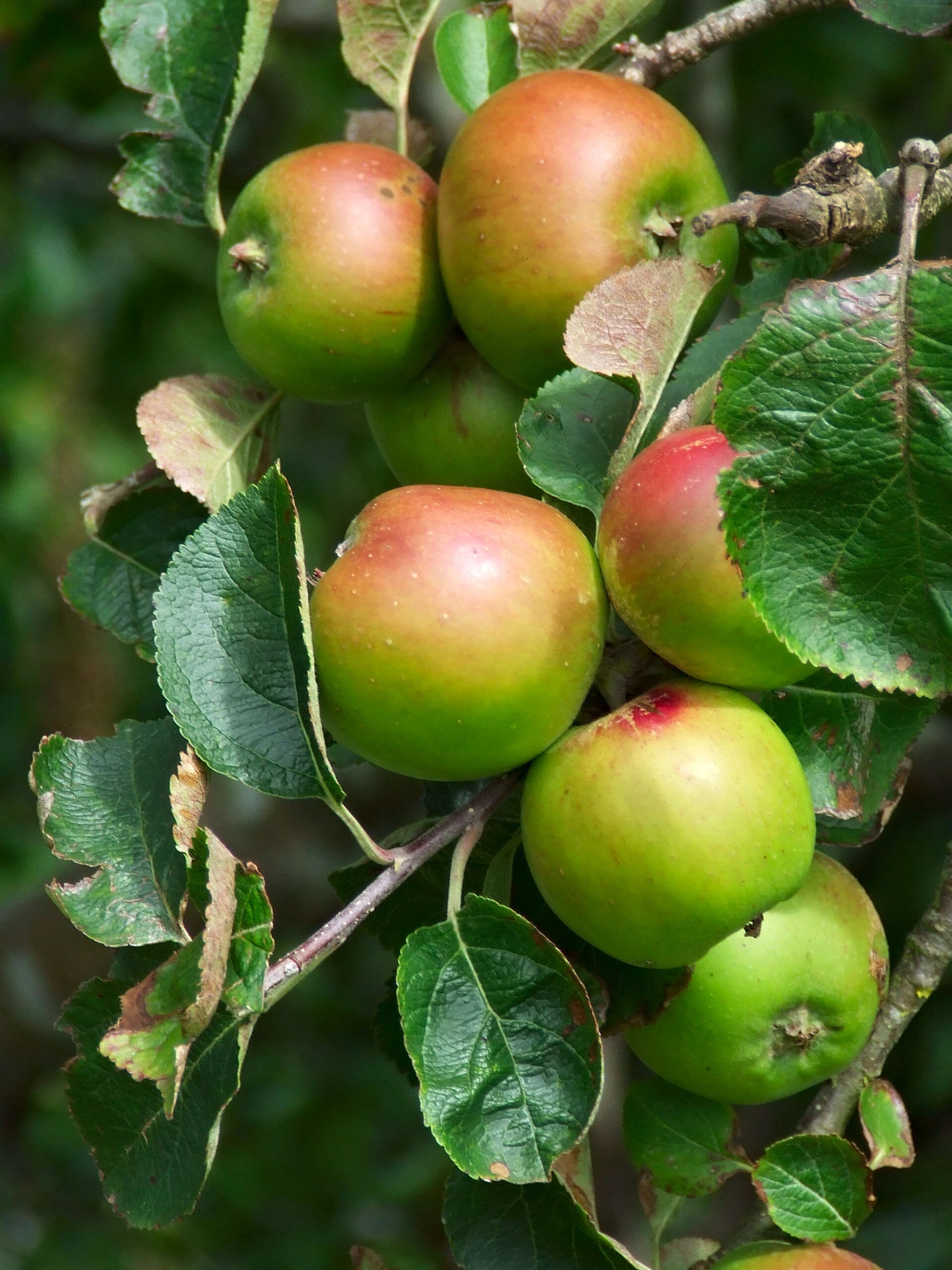 Pommes sur l’arbre, verger