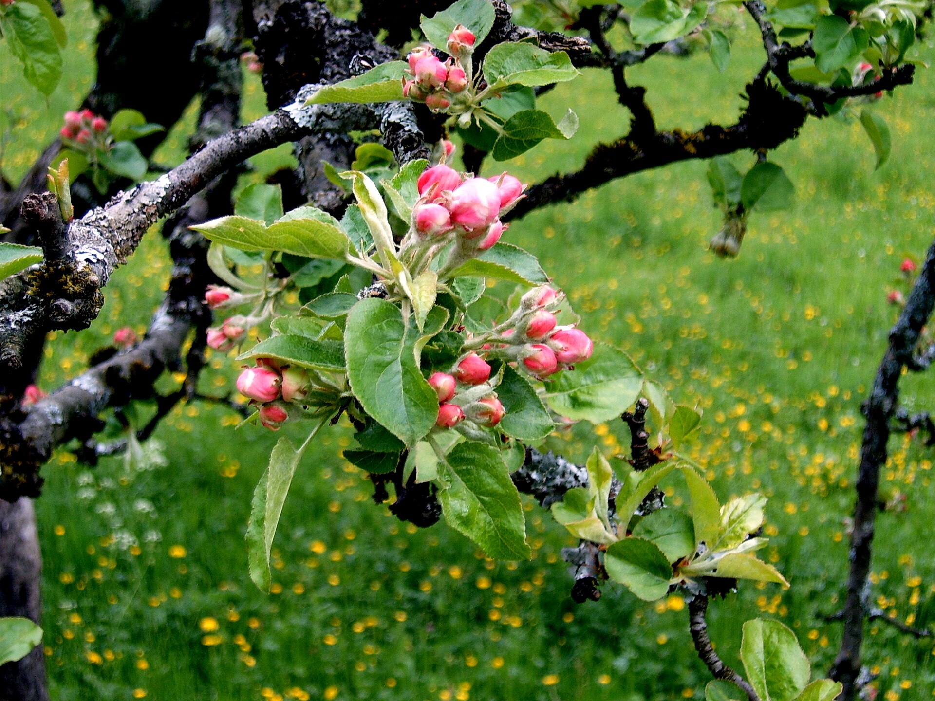 Pommier, tronc et charpentières